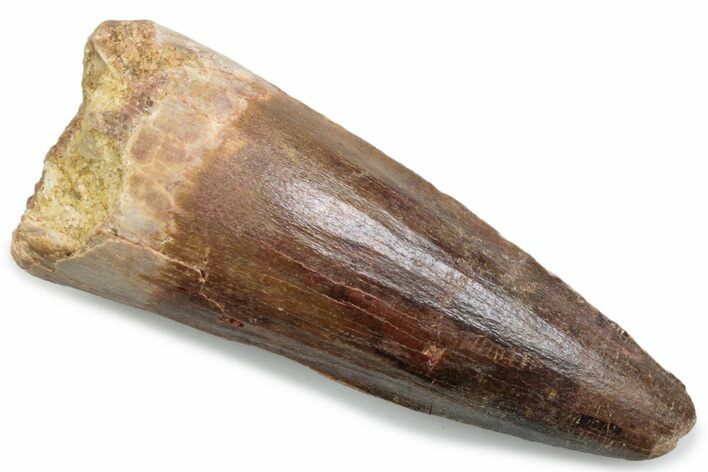 Fossil Spinosaurus Tooth - Real Dinosaur Tooth #381071